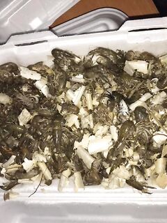 Анталья, берег: подскажите, что за приманка на фото у меня - опознание