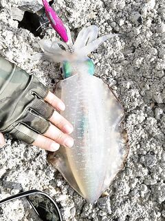 Анталья, зимняя стенка ставриды: траль, ставрида, турна ушла - тунец ходит