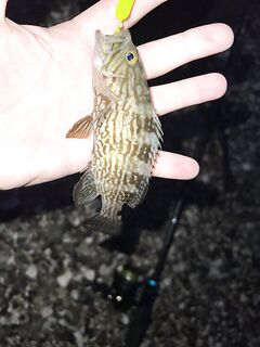 Анталья, утренний заход: клёв слабый, ветер мешал подаче