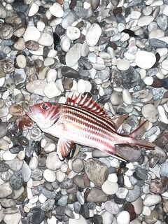 Анталья, вечерний выход: проверил камни и свал - пару тычков