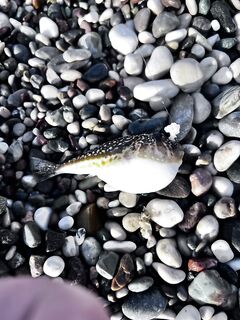 Анталья, утро пустое: по рыбе ноль, меняю подачу и насадки