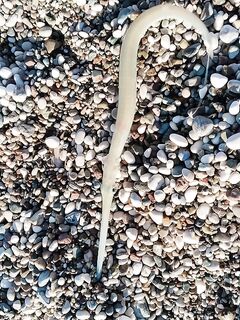 Анталья: отводной поводок + микросиликон = «флейта» по мелочи