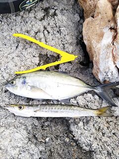 Анталья: тунец пошёл с лодок, а с берега пока скромно