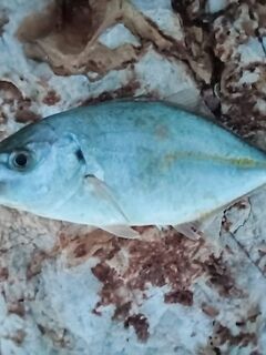 Анталья: опознание - траль или другой каранкс, кто подскажет?