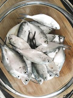 Пока без отчёта, готовлю снасти и место, вернусь с водой