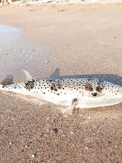 УЛ на рассвете у пляжа, каменные окуни и на финале баллон