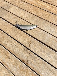 Кефаль пошла на хлеб, за полчаса десяток, совет оказался в тему