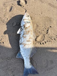 Поймал бонус и удивился, рыбалка бодрит, фото уедет в альбом