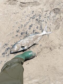 Кофана тут другая, не черноморский зверь и до пяти кило бывает