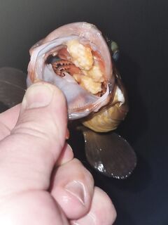 Пляж Утопии, кормовой ресторанчик и групперы с пирса по настроению