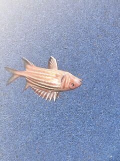 Пляжные белки атакуют и мешают, групперы не успевают на приманку