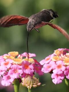 Пирсы у бывшего Отиума, Анталийское побережье - кефаль и мелануры