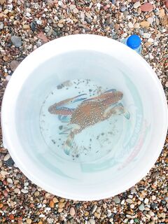 Огороженная бухта отеля и упорный спиннинг на пилькер и воблер