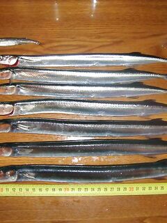 Саргановый улов родни: сезонный клев держится, фото прилагают