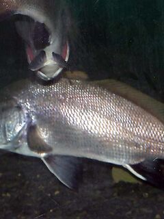 Горбыль с берега — удача, скорпена ночью чаще: ловля на отводной