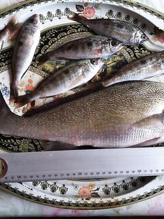 Небольшой улов двухнедельной давности: отмечаю стабильность точки