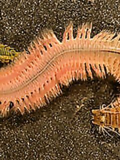 Нереис в Чёрном море: лиманный червь под кефаль и нюанс по «раскопкам»