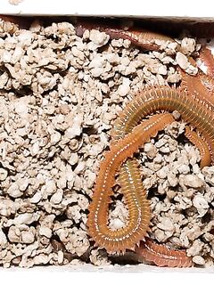 Coreano и Americano: коробочки по цене и что любит кефаль