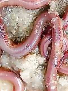 Червь «американо»: внешний вид и применение на месте