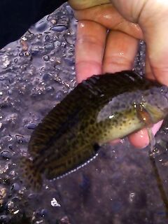 Тирольская палочка и отводной: уточняю монтаж и делюсь первым уловом