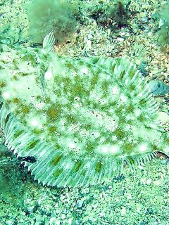 «Вот такая она»: короткая помета к фото