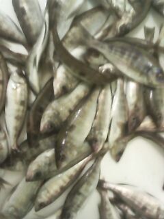 Фото окуней: показываю результат