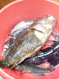 Новороссийская бухта: ассорти на отводной, червь в водорослях