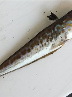 Ставридный столбик: глубины 20–25 м, на 40+ не встречал