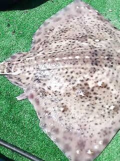 Ставрида у берега и «зверь» на 4 кг: 09 июня, глубины 6–30 м