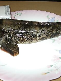 Днестровская банка, Одесса: крупный бычок и угроза из-за рапана