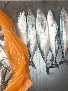 Сегодня пила и ставрида: морская рыбалка на Чёрном море держит темп