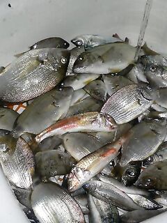 Крым в августе: запрет на кефаль, утром — барабулька, в море — микс