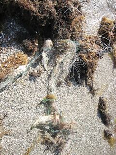 Ерш ядовит, но уха — отличная: освобождал сети с «покаянием»