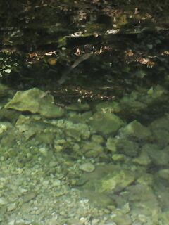 Форель в горах не вышла — фото напоминает