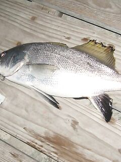 Первый спиннинг на Чёрном море: рокфишинг, тирольки и бонусный горбыль