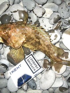 Pontoon21 сработал: зачетный ёрш и сомнения про «болгарских рыб»