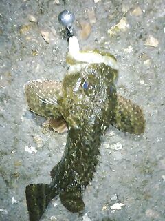 Севастополь ночью: микроджиг по ершу, Балаклава и левый мол бухты