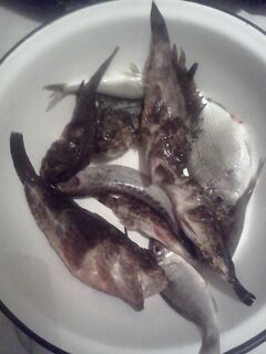 Партенит, причал: ёрш 27 см, улов за 3 часа на креветку