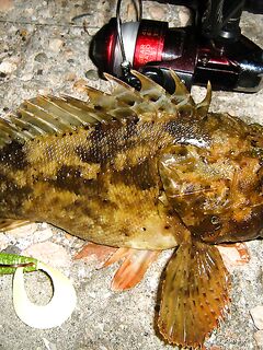 Чёрное море — ещё партия ершей: ночные поклёвки с берега