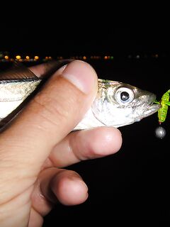 Чёрное море: новые кадры уловов и дубли файлов — извиняюсь за повторы