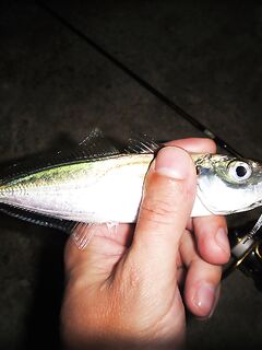 Яхтклуб и мост под фонарем — пять зачетных ставрид за полчаса перед ливнем