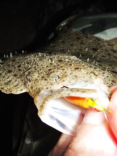 Мелкий калкан на оранжевый твистер при ловле ставриды со дна — отпущен