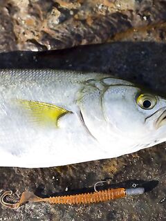 Сегодняшний улов — лаконичная фиксация результата по видам и размеру