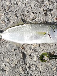 Цвет твистера решает: «Gary Yamamoto» и «Relax» 1" по луфарю, блесны в планах