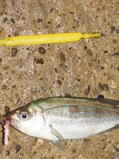 Новороссийск — Бубырь, часть вторая и третья: ветер 6–8 м/с, дроп-шот и «Эмиральда»