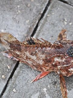 Абхазия, недалеко от Пицунды — лето 2012: ловилось с пирса и с лодки на самодур