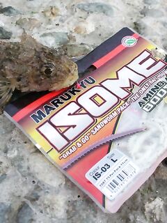 Опознание наживки — те ли это черви: уточнение по виду для правильной снасти