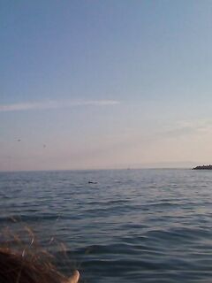 Сочи — вечером дельфины атаковали косяк: эффектно и клев обнулили в одно мгновенье