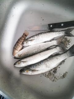 Бяла, Болгария — первый день на море: стартовый опыт, фиксация точки и снасти