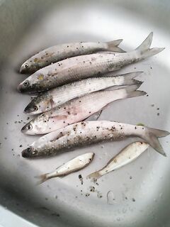 Осваиваю кефаль — вкусная добыча и практика подачи насадки на волне